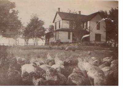 Original House and chickens